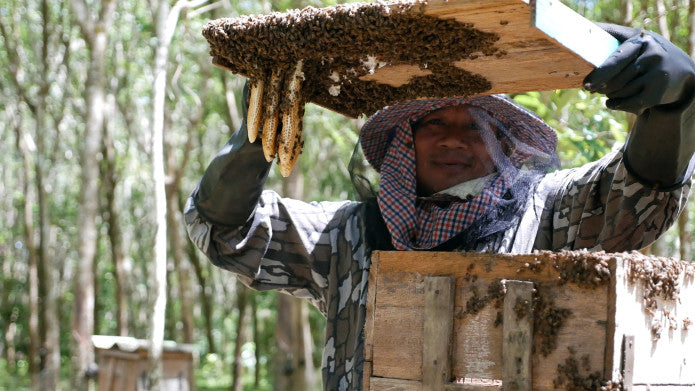 Living with bees: How these tiny insects are saving our ecosystems